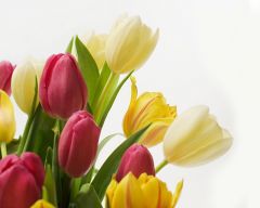 Tapeta Nature Flowers 123.jpg